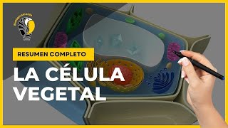 CELULA VEGETAL  Partes y funciones 😀 [upl. by Sauls]