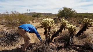 Jumping cactus Arizona Cholla [upl. by Ahsuatan831]