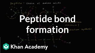 Peptide bond formation  Macromolecules  Biology  Khan Academy [upl. by Nylrebma842]