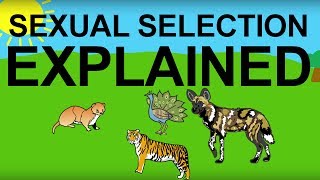 Sexual Selection Explained Evolution 101 [upl. by Jasper]