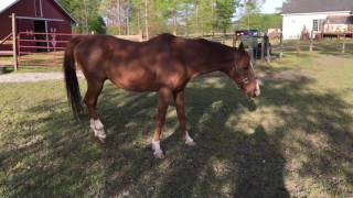 Horse with Equine Protozoal Myeloencephalitis EPM Opossum Disease [upl. by Isdnyl]