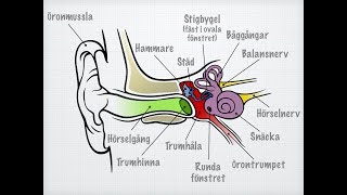 Hörsel och balans [upl. by Felizio]