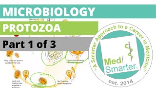 Protozoa  Microbiology  USMLE STEP 1  Part 1 of 3 [upl. by Salema]