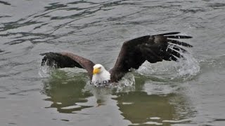 Bald Eagle Swimming [upl. by La Verne]