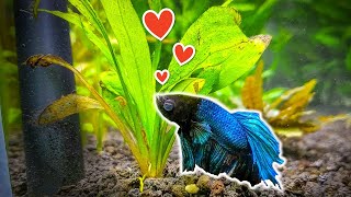 7 Popular Plants for Betta Fish You Need to Try [upl. by Baker418]