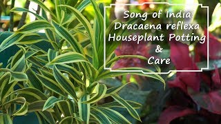 Song of India Dracaena Houseplant Care [upl. by Brody]