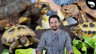 Why Tortoises Are The Best Pet Reptiles [upl. by Euqinoj]