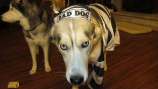 Dog Freezes in Halloween Costume Funny Must See  Siberian Husky [upl. by Heisser561]