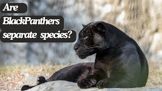 Are Black Panthers Really A Separate Species [upl. by Duvall]