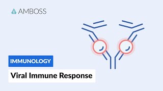 Immune Response to Viruses How the Body Reacts [upl. by Hands]