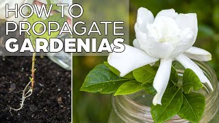 Propagating Gardenia  The Easy Method [upl. by Kern768]