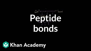 Peptide bonds Formation and cleavage  Chemical processes  MCAT  Khan Academy [upl. by Brear]