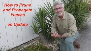 Yucca Pruning and Propagation Update [upl. by Ardnekat807]