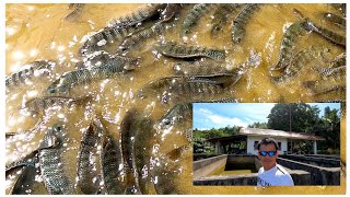 MAY LAMAN NA ANG FISHPOND GIANT TILAPIA SPECIES ANG NAILAGAY NAMIN [upl. by Thill]