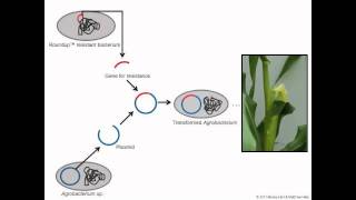 Genetically Modified Corn [upl. by Pass]