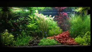 Juwel Rio 350 LED aquarium setup [upl. by Ramos]