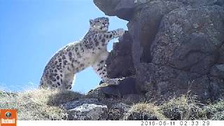 Snow Leopards in Western Mongolia [upl. by Hgieloj]