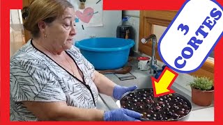 ⚫ APRENDE Cómo Preparar ACEITUNAS NEGRAS en CONSERVA 💛  3 CORTES [upl. by Sion753]