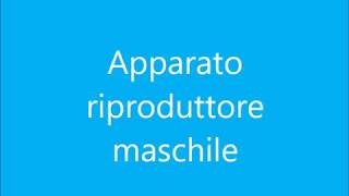 Apparato riproduttore maschile [upl. by Cruz]