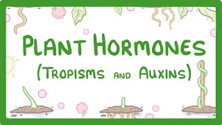 Plant Hormones  Tropisms amp Auxins 52 [upl. by Mendelson]