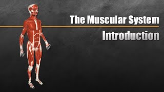 Human Anatomy Muscular System [upl. by Aibar90]