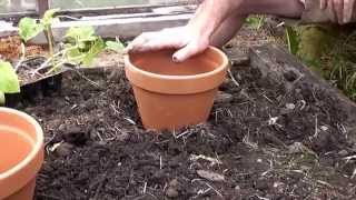 Irrigation system using DIY Olla system [upl. by Nertie]