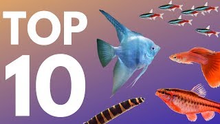 Top 10 Aquarium Fish for Beginners [upl. by Jovi]