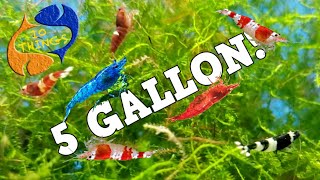 10 BEST FISH For 5 Gallon AQUARIUM [upl. by Halda]