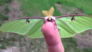 Actias Luna Moth  Green Lunar Moth [upl. by Naujek]