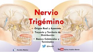 Anatomía  Nervio Trigémino Ganglios Ramos Oftálmico Maxilar y Mandibular [upl. by Nnahaid]