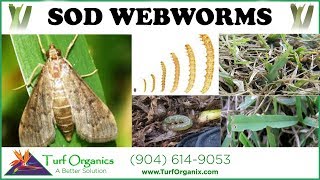 HOW TO TREAT amp IDENTIFY SOD WEBWORMS moths in lawn [upl. by Beaner340]