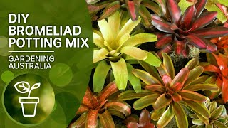 DIY potting mix for bromeliads [upl. by Yc]