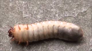 Green june beetle grub [upl. by Kcirderf295]