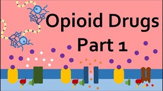 Opioid Drugs Part 1 Mechanism of Action [upl. by Hardie466]