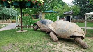 Giant Tortoises at Full Speed [upl. by Trisa]