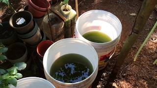 How to grow Green Water Algae [upl. by Ycul]