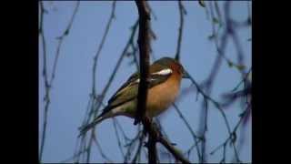 Bofink  Fringilla coelebs  Common Chaffinch  ljudsound [upl. by Suiraj549]