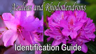 Whats the difference between Azaleas and Rhododendrons  Plant Identification Guide [upl. by Mersey]