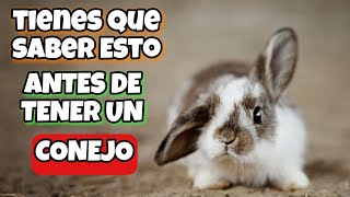 ⚠️TIENES que SABER esto de los CONEJOS🐇 CURIOSIDADES y CUIDADOS🥕 TOP 25✨ [upl. by Kerry]