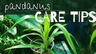 PANDANUS  How I care for Pandanus  Pandanus Care Tips [upl. by Septima]