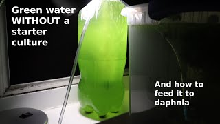 Green Water WITHOUT a Starter Culture  From Scratch  How To [upl. by Saoj726]