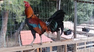 American Gamefowl  Gamefarm Yard Tour [upl. by Natsyrt744]