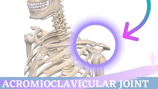 Acromioclavicular Joint Movement  Shoulder Anatomy amp Kinesiology [upl. by Nies]