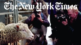 The Story of Dolly the Cloned Sheep  Retro Report  The New York Times [upl. by Segroeg]