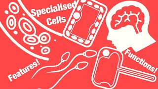 IGCSE Biology  Specialised Cells [upl. by Nellir34]