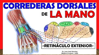 🥇 CORREDERAS DORSALES DE LA MANO Retináculo Extensor Compartimientos [upl. by Anila25]