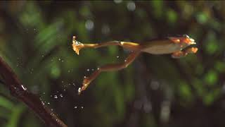 The Art of Frog Jumpingin SlowMotion [upl. by Oirevas]