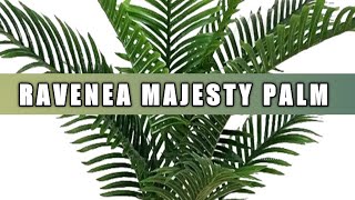 How to grow and care of ravenea palm  Care of majesty palm plant  Ravenea Rivularis palm tree [upl. by Nagiam]