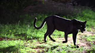 Melanistic black Leopard  Laikipia Kenya [upl. by Ayojal]