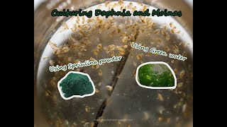 How To Culture Daphnia and Moinas using Green Water Spirulina powder [upl. by Hirschfeld]